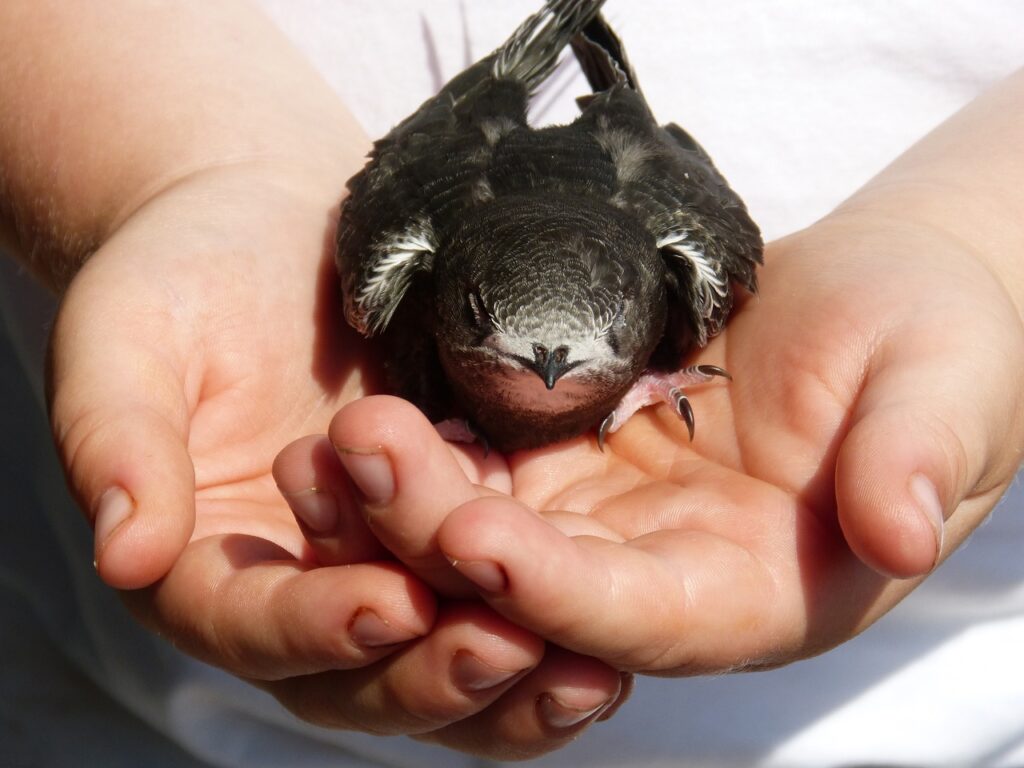 Common Swifts.