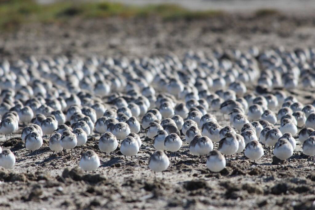 red-necked-stints