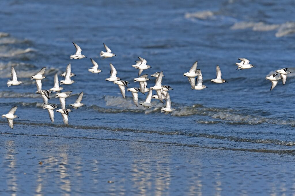 Sanderlings