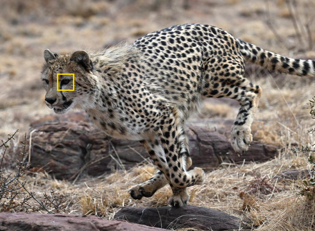 Gepard is running in the focus with eye detection