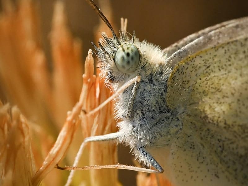 Butterfly on the flower 