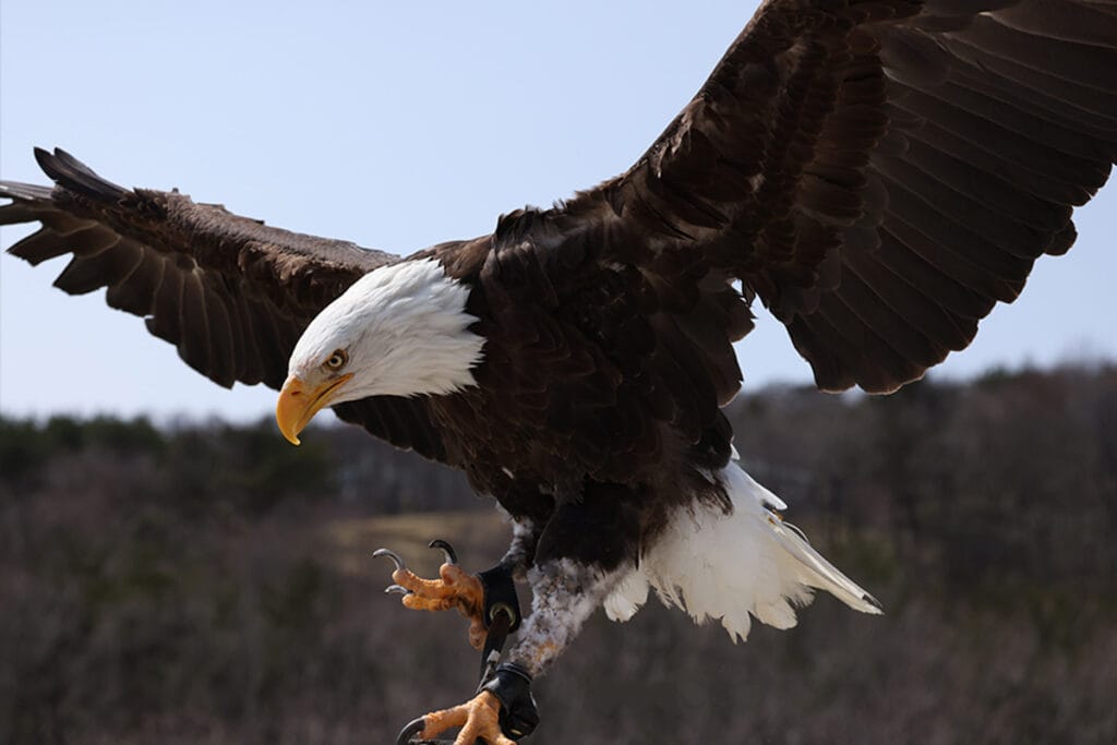 Canon RF100-500mm F4.5-7.1 L IS USM lens-6