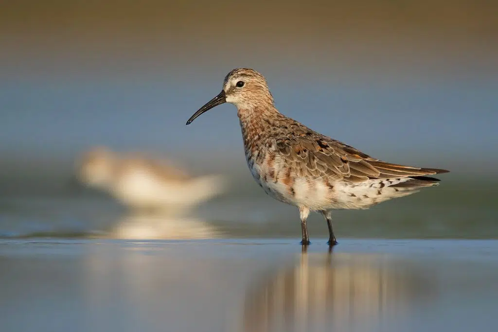 Protect Migratory Shorebirds