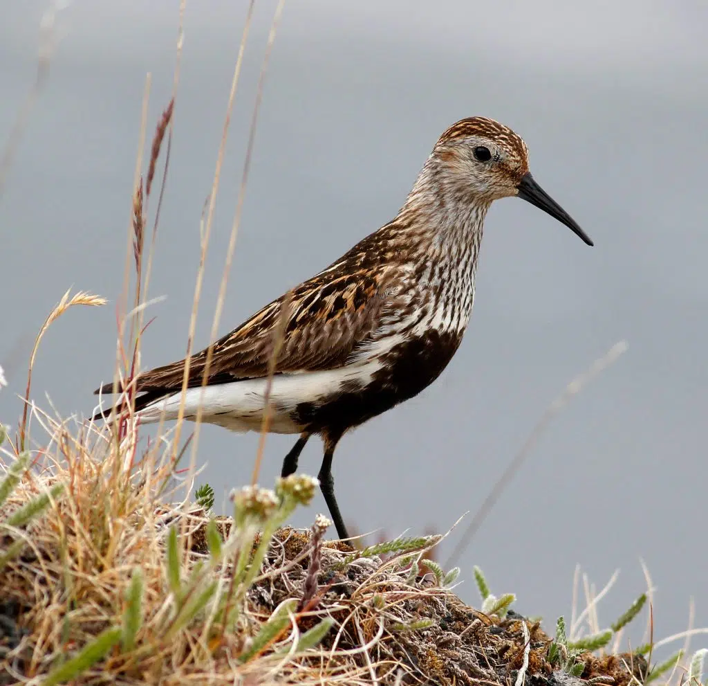 Protect Migratory Shorebirds