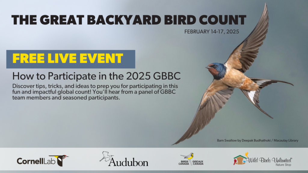 Great Backyard Bird Count 2025-1
