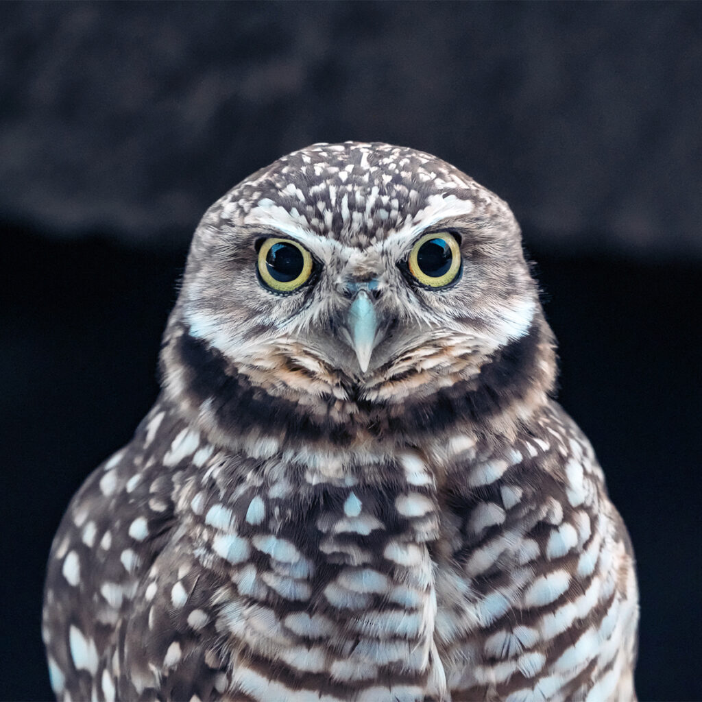 Sony Super-Telephoto Zoom Lenses