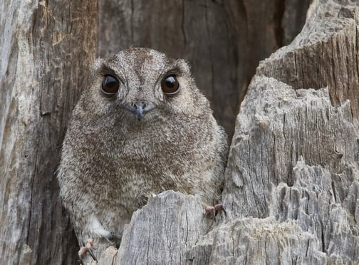 Great Backyard Bird Count 2025-1
