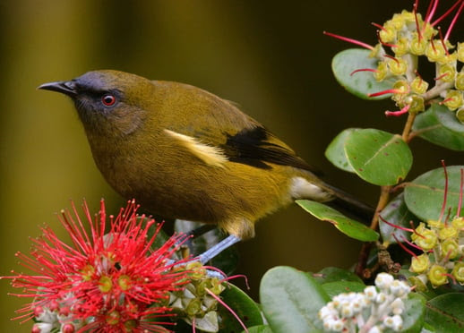 Great Backyard Bird Count 2025-1
