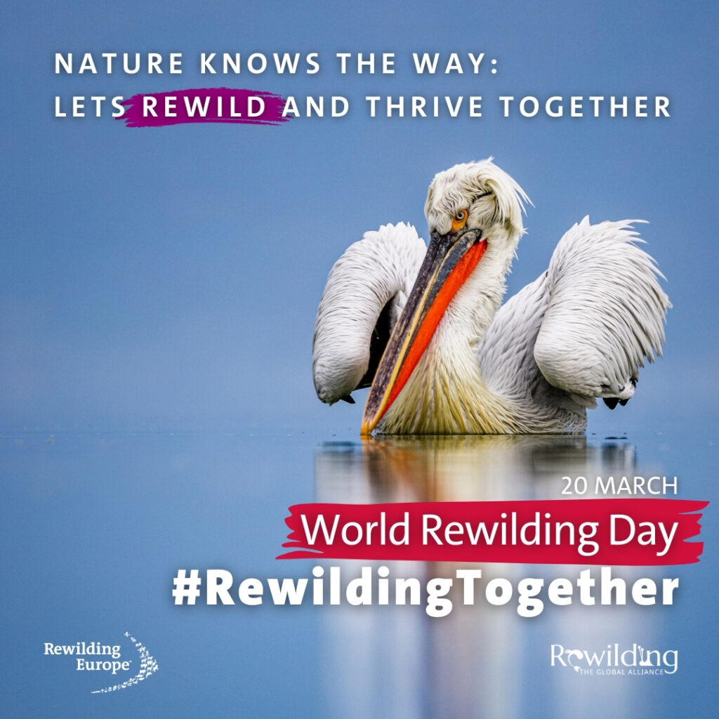 World-Rewilding-Day-Rewilding-Together-Social-Cards_EN_1