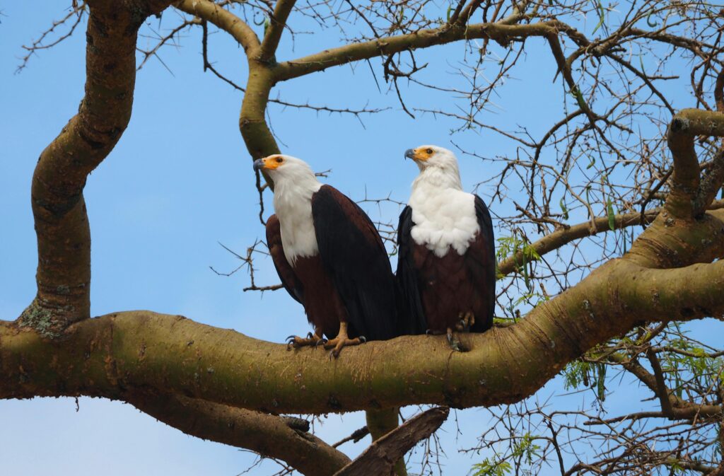 African fish eagles Best Outdoor Adventures