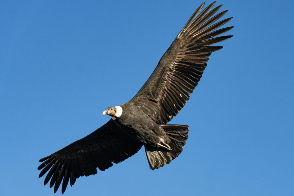 Andean condor Best Outdoor Adventures