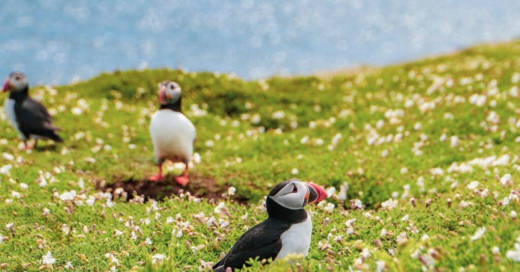 Atlantic puffins Best Outdoor Adventures