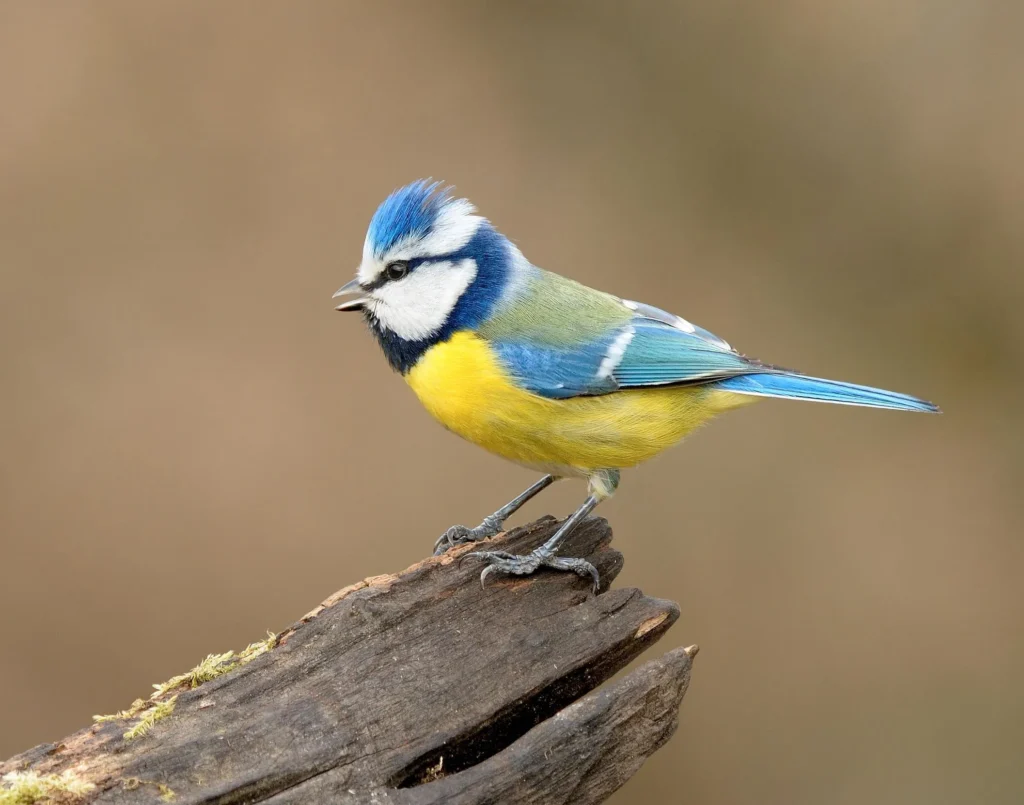 Big Garden Birdwatch 2025