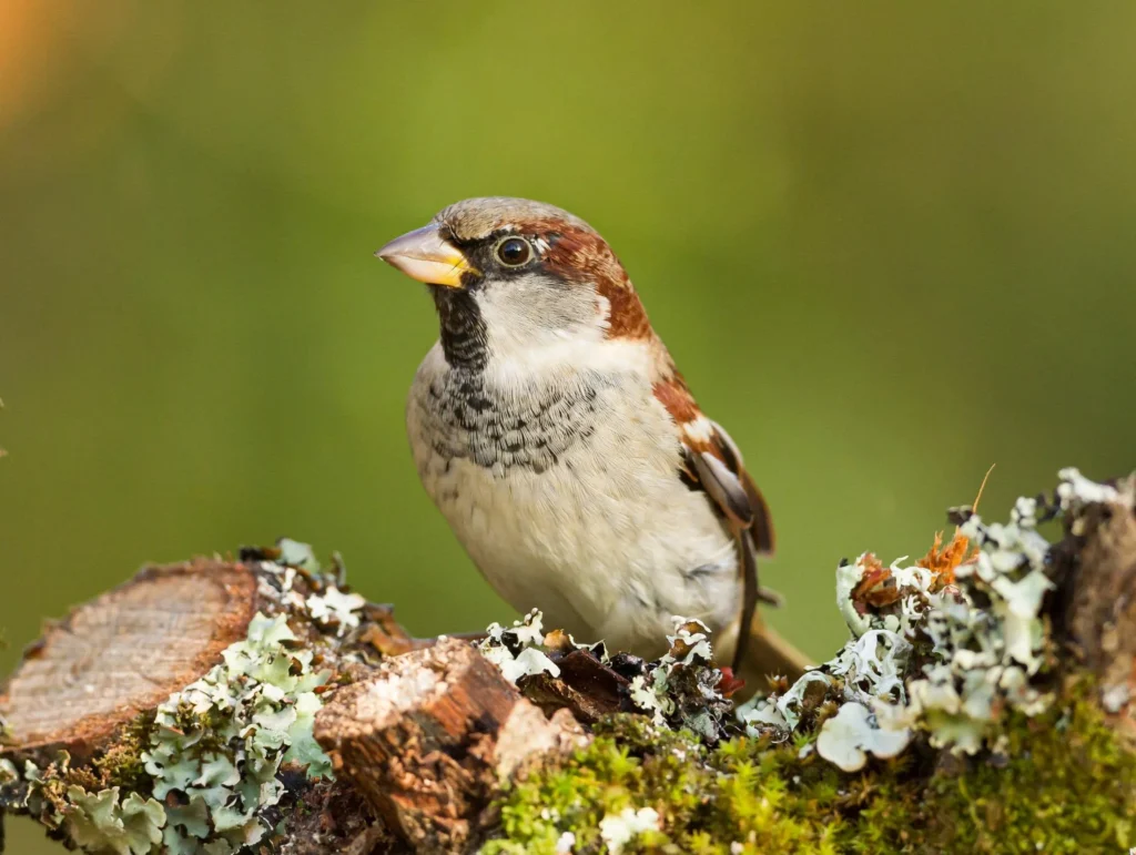 Big Garden Birdwatch 2025