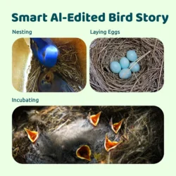 Birdfy Nest Best Smart Birdhouse