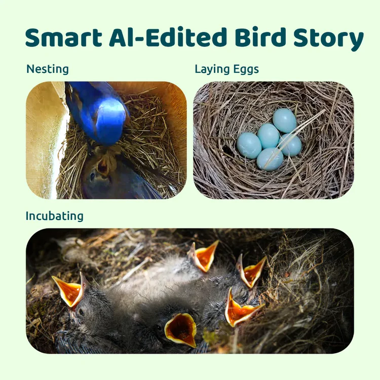 Smart birdhouse 