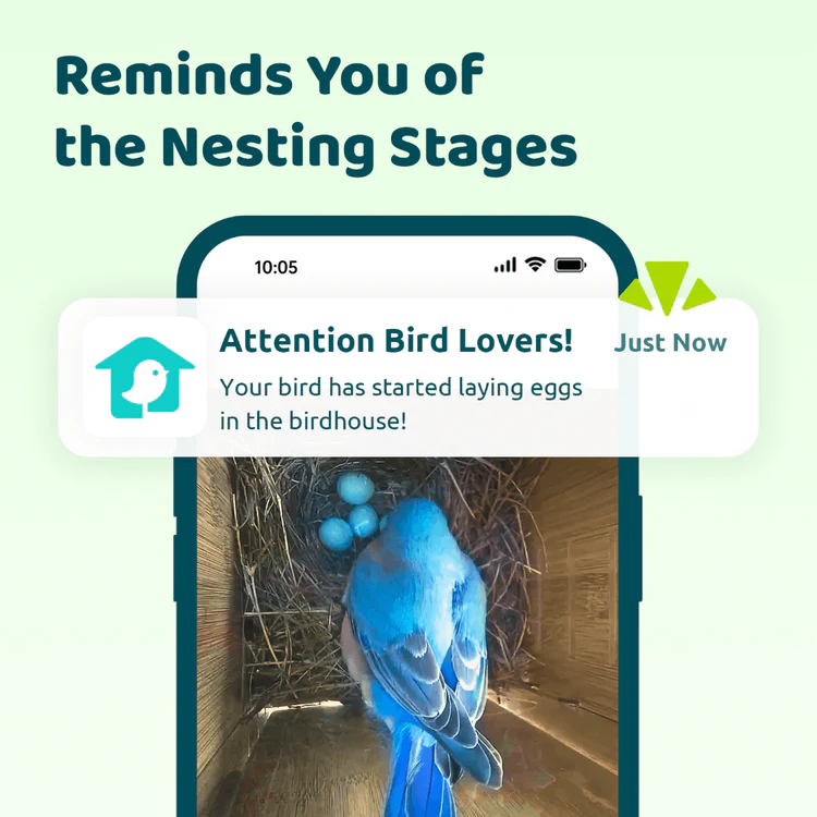 Birdfy-Nest-Polygon 1