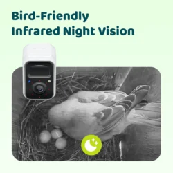 Birdfy-Nest-Polygon 1