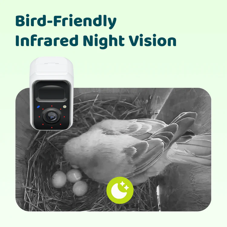 Birdfy-Nest-Polygon 1