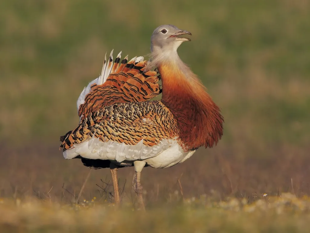 Great Bustard Natura2000