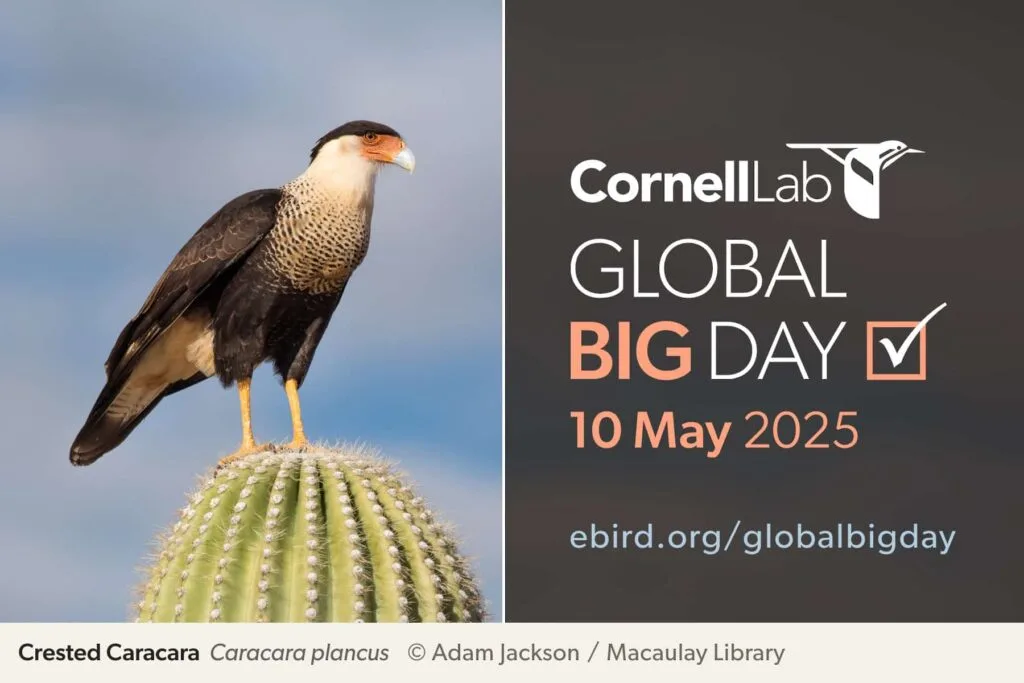 Global Big Day 2025