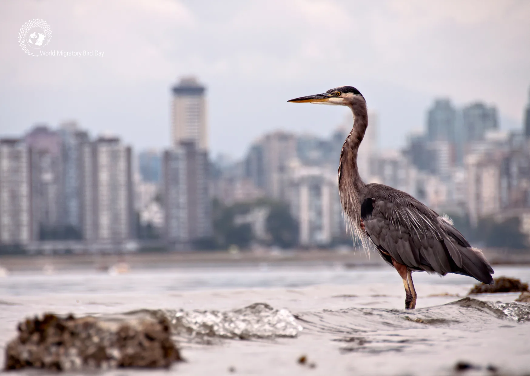 World Migratory Bird Day 2025