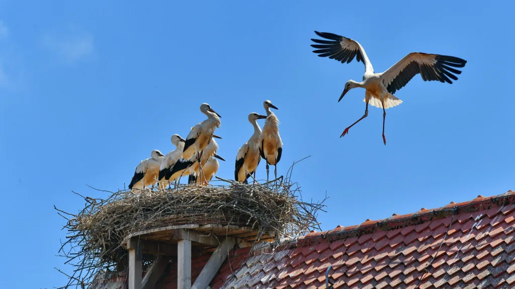 World Migratory Bird Day White Stork at nest