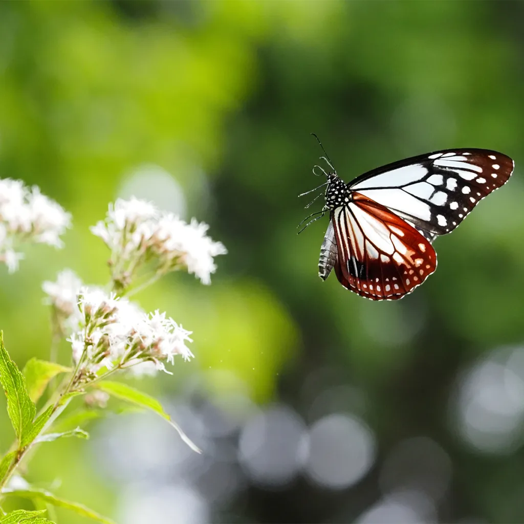 OM‑5 Mark II camera for wildlife photography