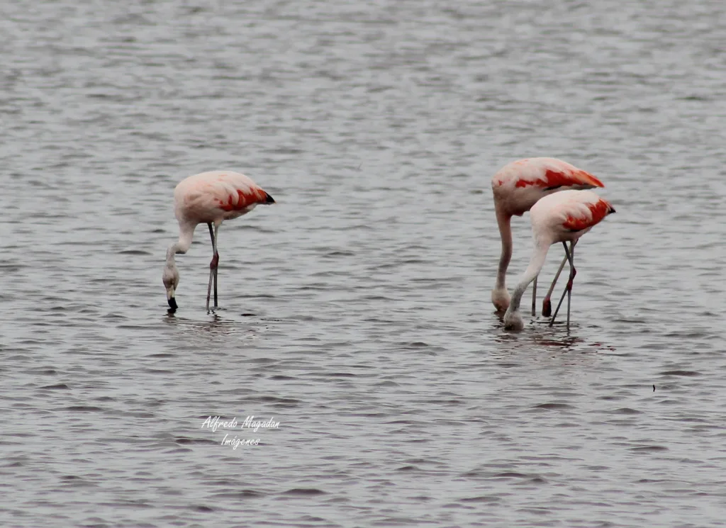 Aves Mar Chiquita birding site Argentina