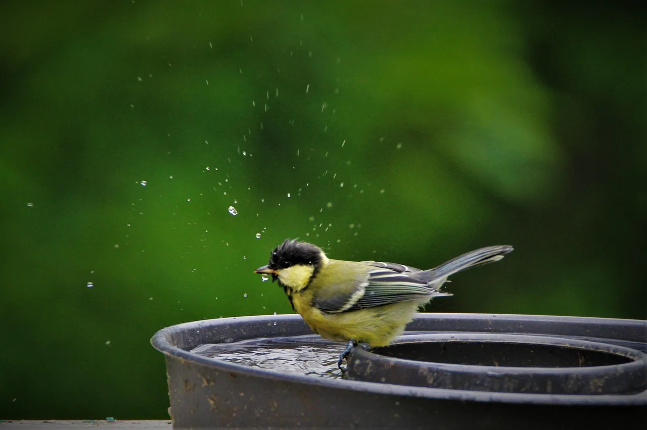 great tit, cub, bath, watering hole, to bathe, songbird, bird, animal, small bird, garden, plumage, wildlife, feathers, acrobat, young, nature, spring, bird bath