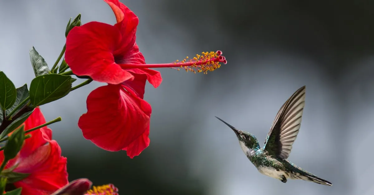A hummingbird hovers gracefully near a blooming red hibiscus, showcasing nature's delicate beauty.