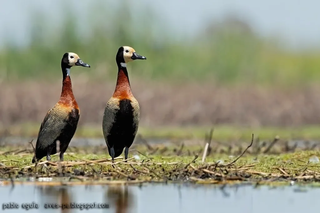 Aves Mar Chiquita birding site Argentina