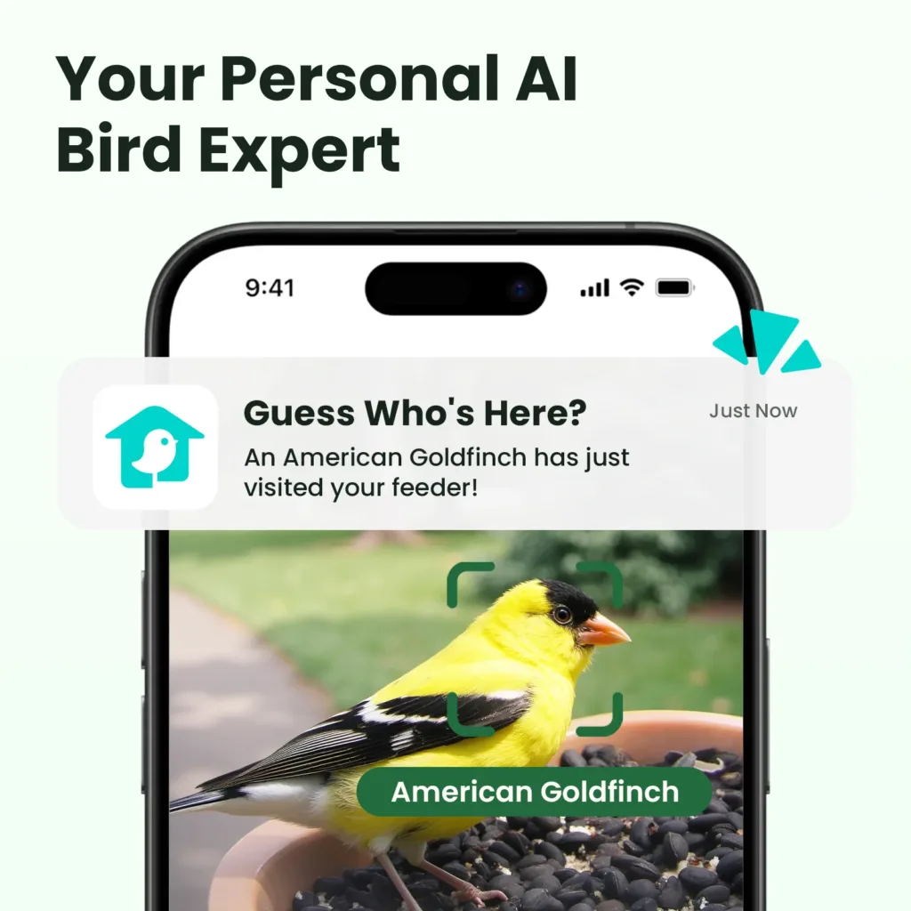 Birdfy Feeder Rooky 5