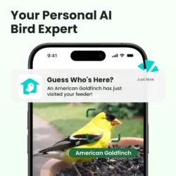 Birdfy Feeder Rooky 5