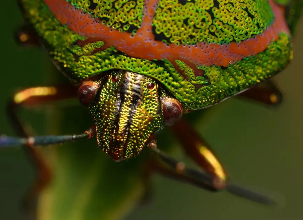Sony FE 100mm f2 8 gm oss macro lens 2