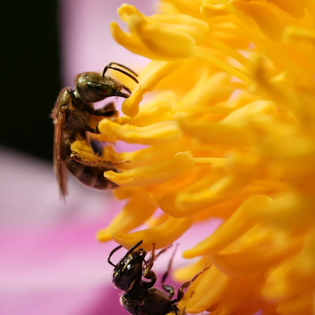 Sony FE 100mm f2 8 gm oss macro lens 2