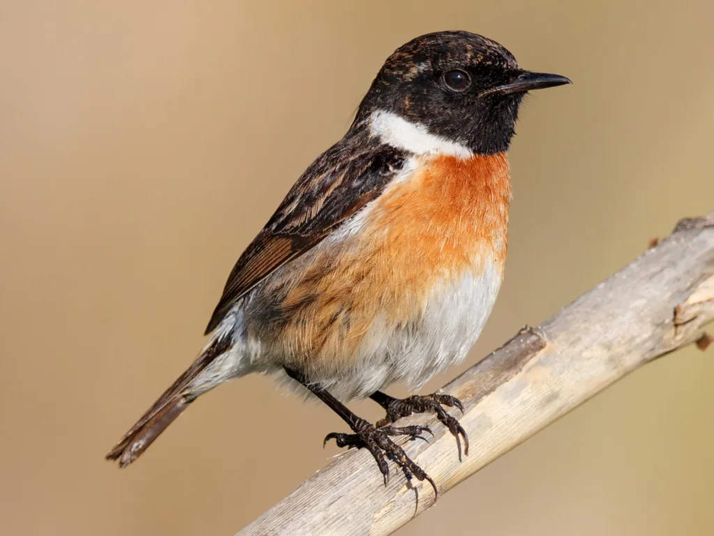 European Stonechat Saxicola rubicola Eurobirdwatch 2025