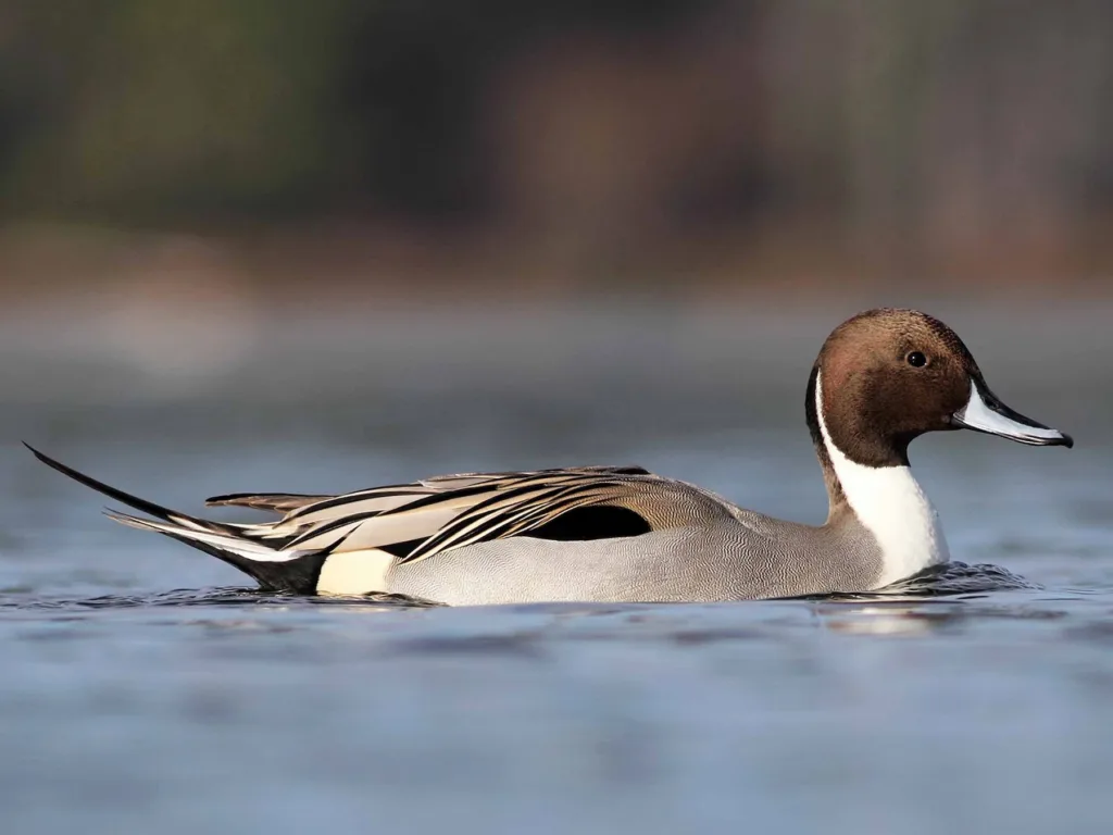 Northern Pintail Anas acuta