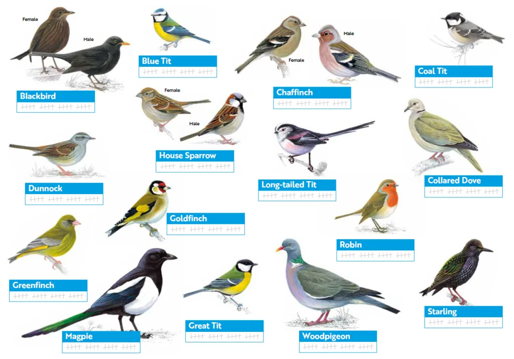 Common Backyard Bird Species RSPB Big Garden Birdwatch 2026