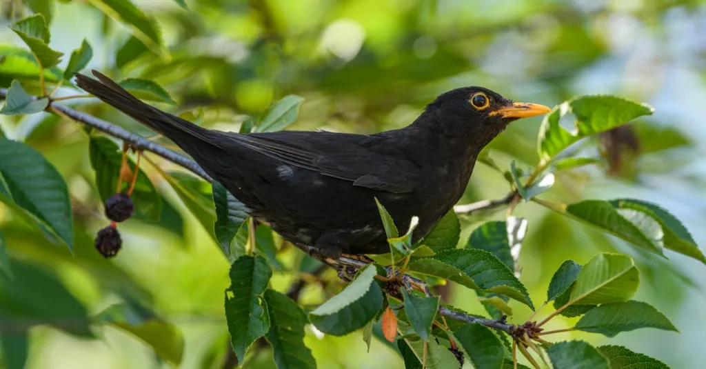 Close-up of a common blackbird perched among green leaves in natural light. Big Garden Birdwatch 2026