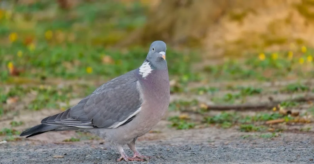 Wood pigeon standing on park path in Salzgitter, Germany during a sunny spring day.