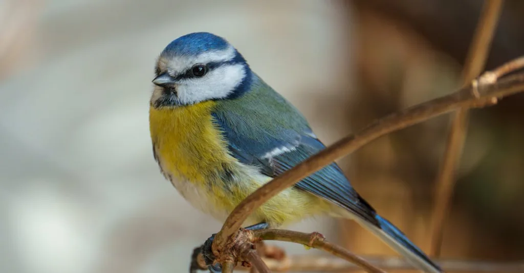 Close-up of a blue tit bird perched on a branch in Görlitz, showing vivid plumage.