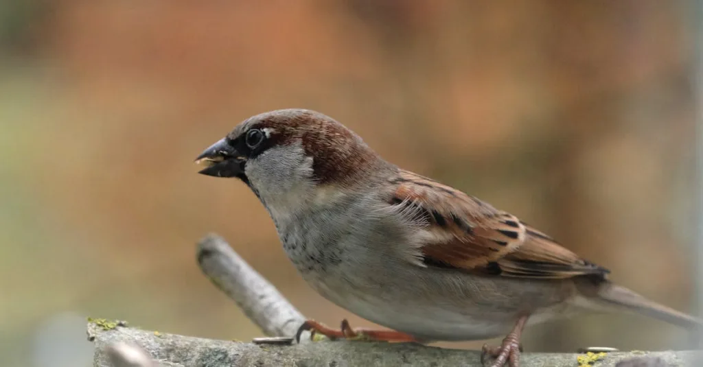 A detailed view of a house sparrow perched on a branch with a blurred natural background.