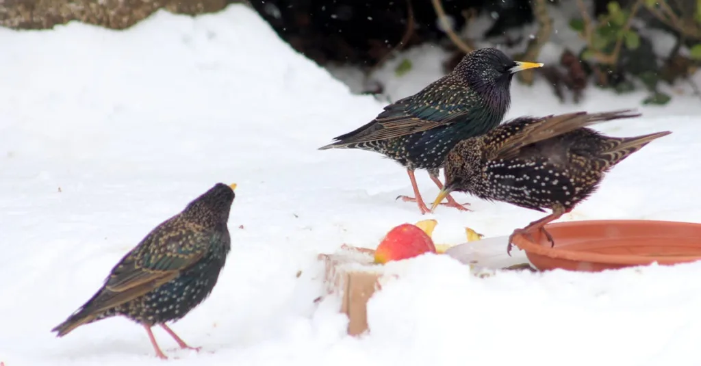 Three European starlings search for food in a snowy garden. Winter wildlife scene. Big Garden Birdwatch 2026