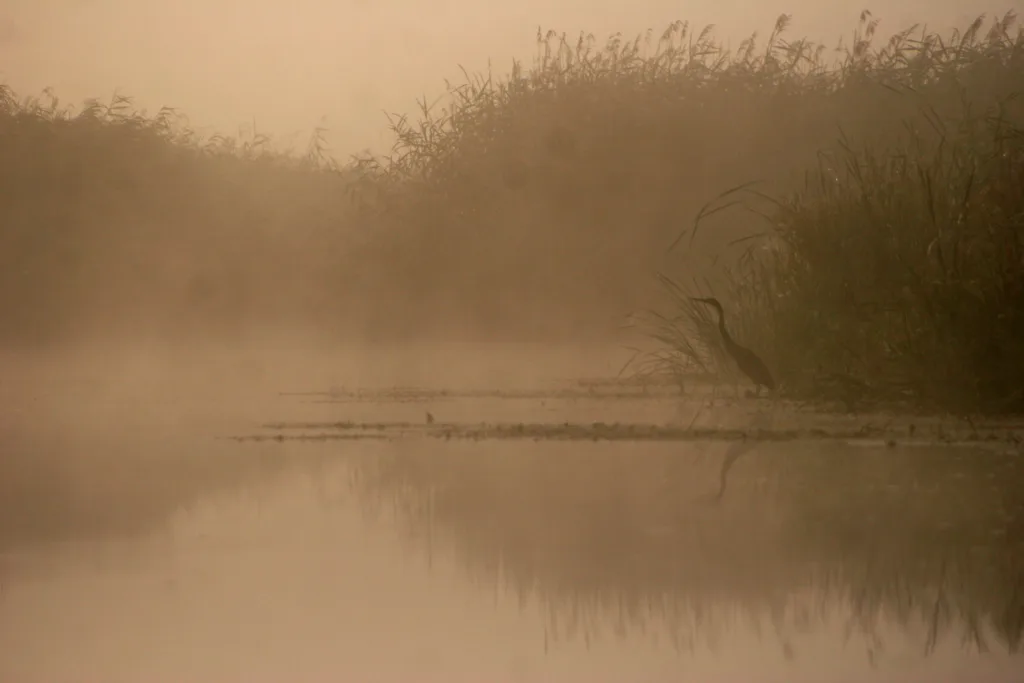 Misty Dawn Along the Jegrička