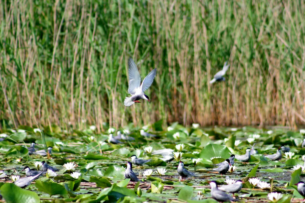 Whiskered Tern Colony in Jegrička  Birdwatching 