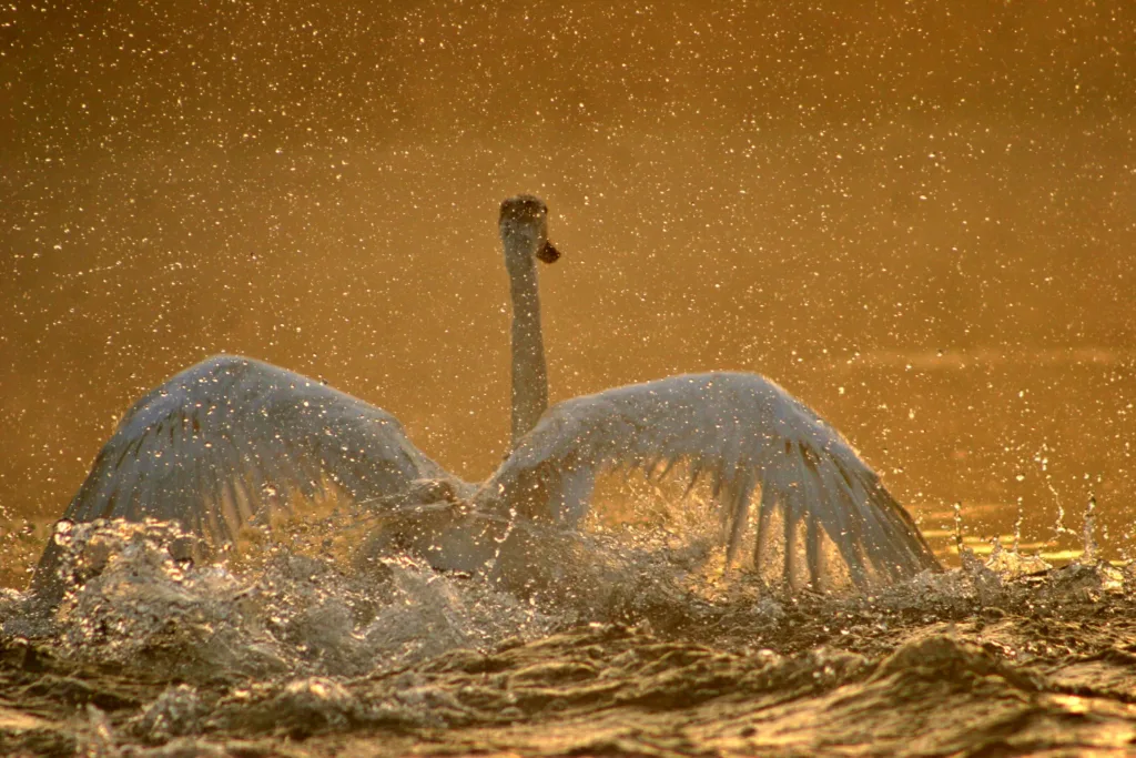 Mute Swan in morning Mist