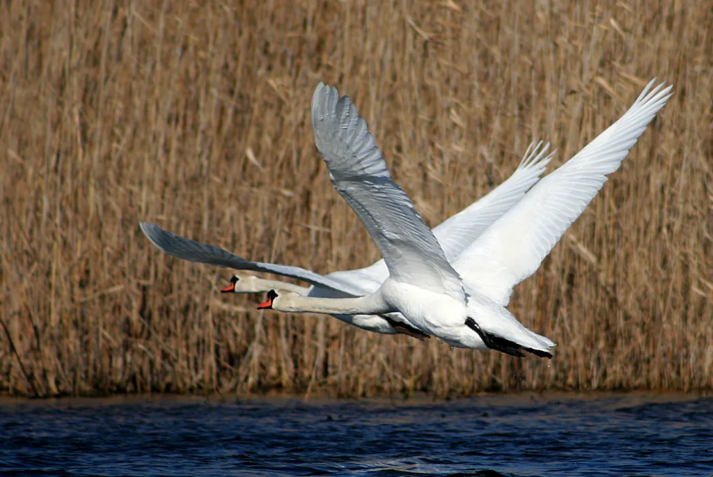 Mute Swans in flight in Jegrička River