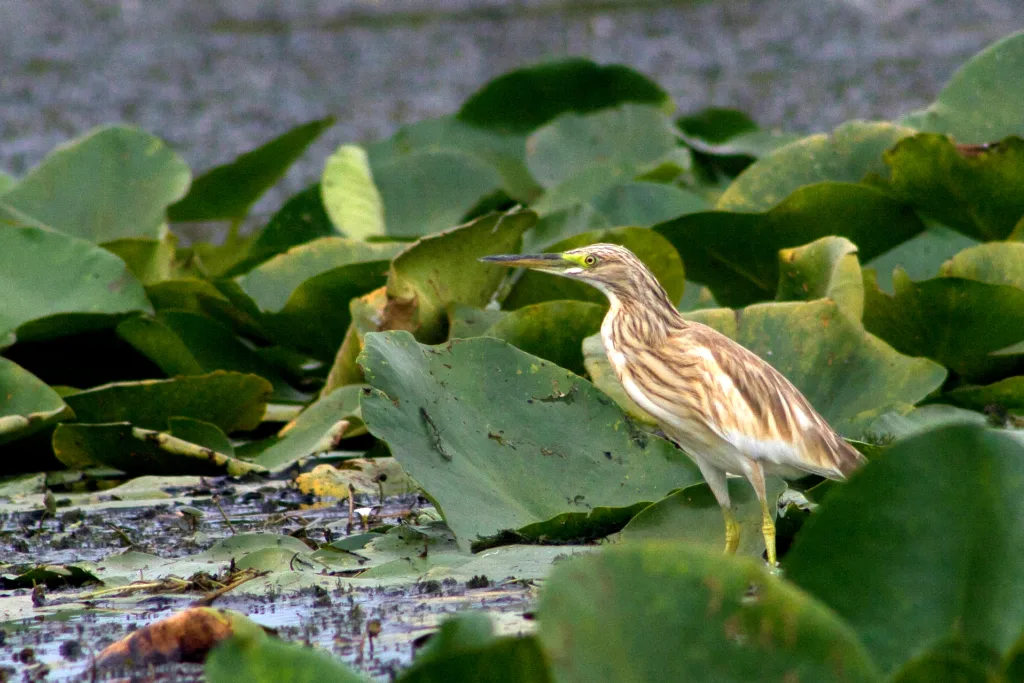 Squacco Heron in Jegrička