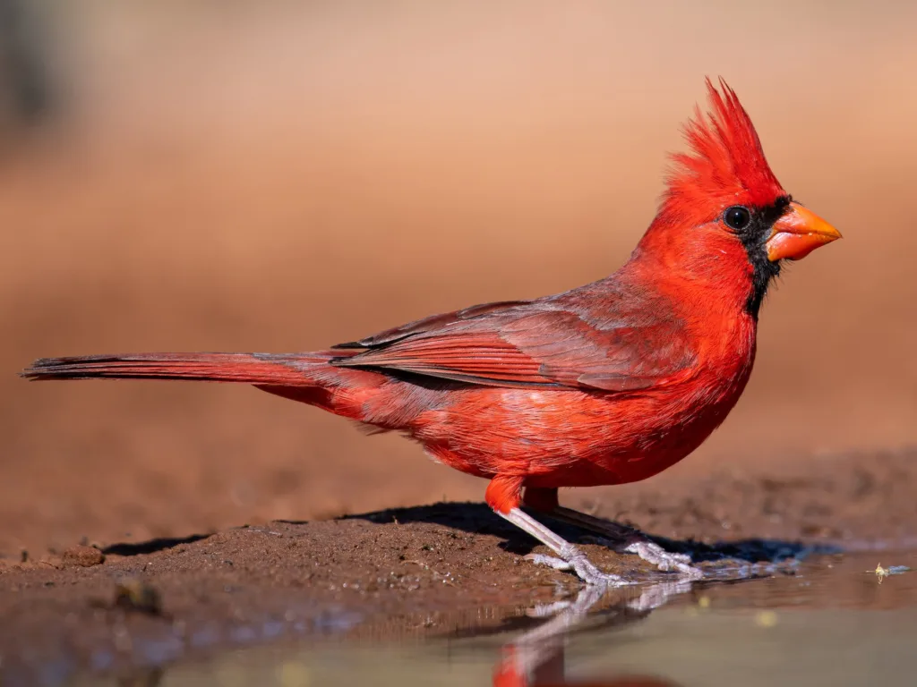 Northern Cardinal GBBC 2026